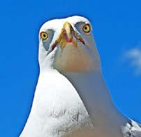 Psycho gulls are peckish