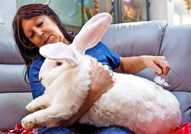 IT'S BIGS BUNNY!