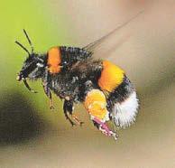 Survival of bees 'crucial'