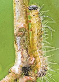 Creepy crawly warning