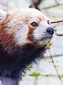 Red panda No3 dies!