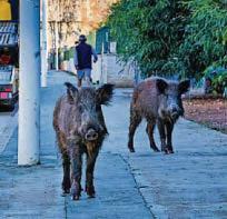 Spanish town is mobbed by wild boars