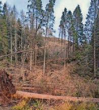 Storm closes off popular walking trail