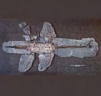 Fossil unveils mysteries of sea dinosaur