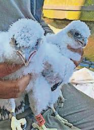 BIRD FLU FALCON