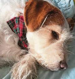 STILL GAME STAR'S DOG POISONED
