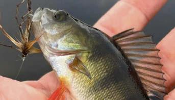 Knocked off perch