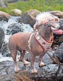 Be pooch positive