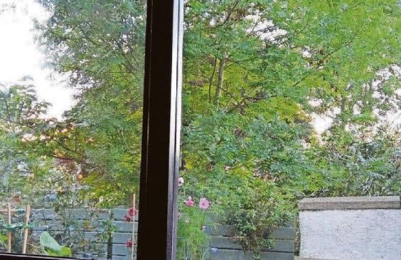 30-YR TREE WAR'S ROOT TO HOLYROOD