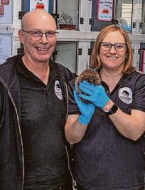Caring couple turn home into hedgehogs' hospital