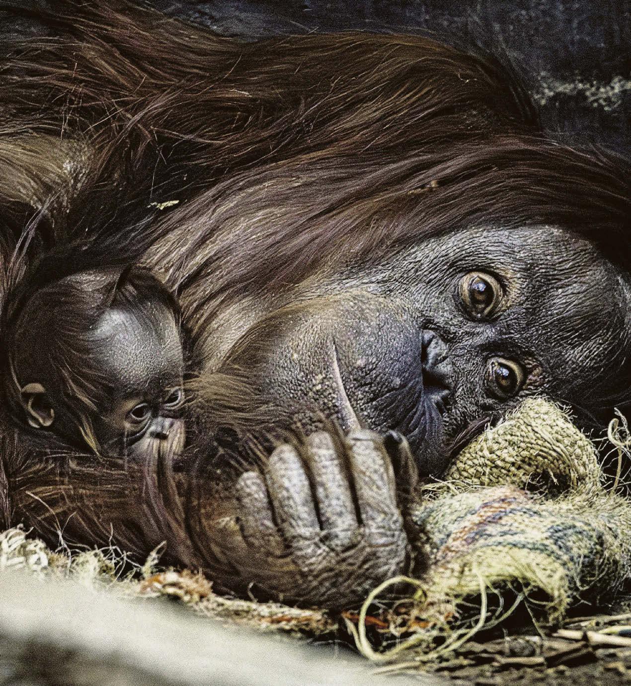 Baby ape is a new hope