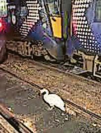 Swan on the tracks leads to havoc on rail network