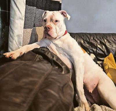 Hell house hound Olive finds happy home at last