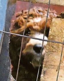 ‘Animal lover' kept neglected litters in rat-infested stables