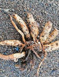 Police warning over lethal root on coast