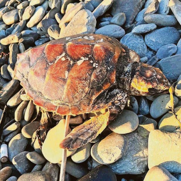 SHELL SHOCK