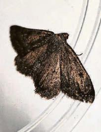 National Trust boost as seven species are found