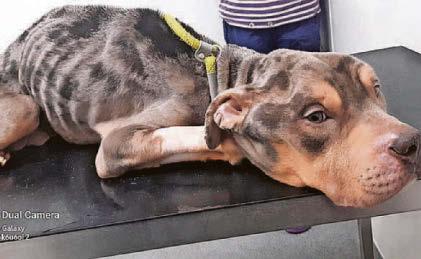 Dog abuser is banned for 'worst starvation' horror