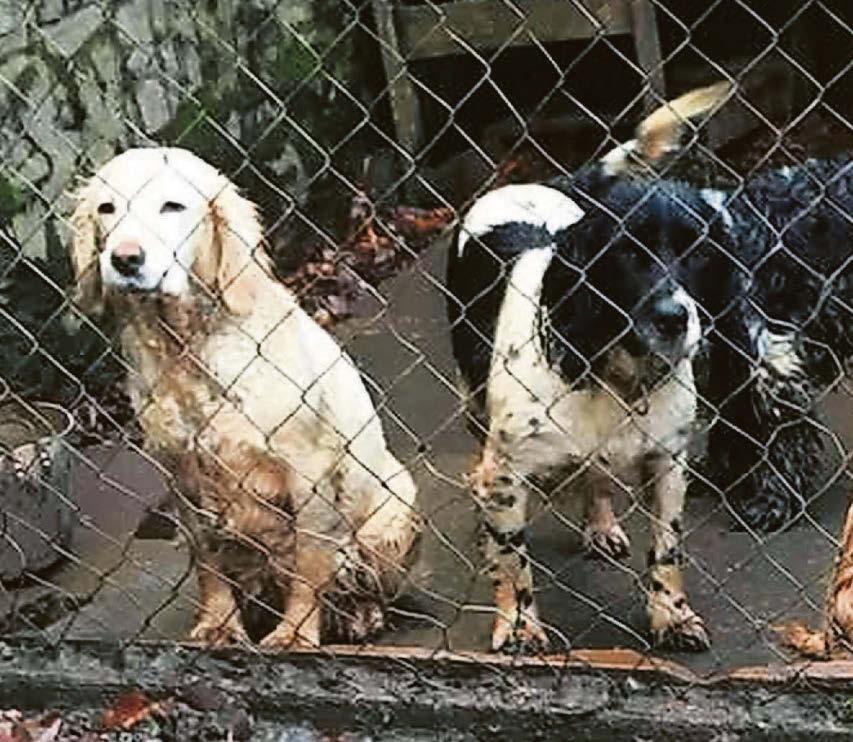 RUFF JUSTICE