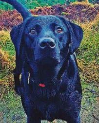Driver hit dog Kalia and fled