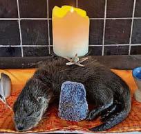 Otter Turvil dies of grief for brother