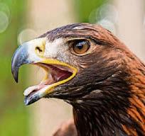 Scots wind farm will be eagle ‘risk’