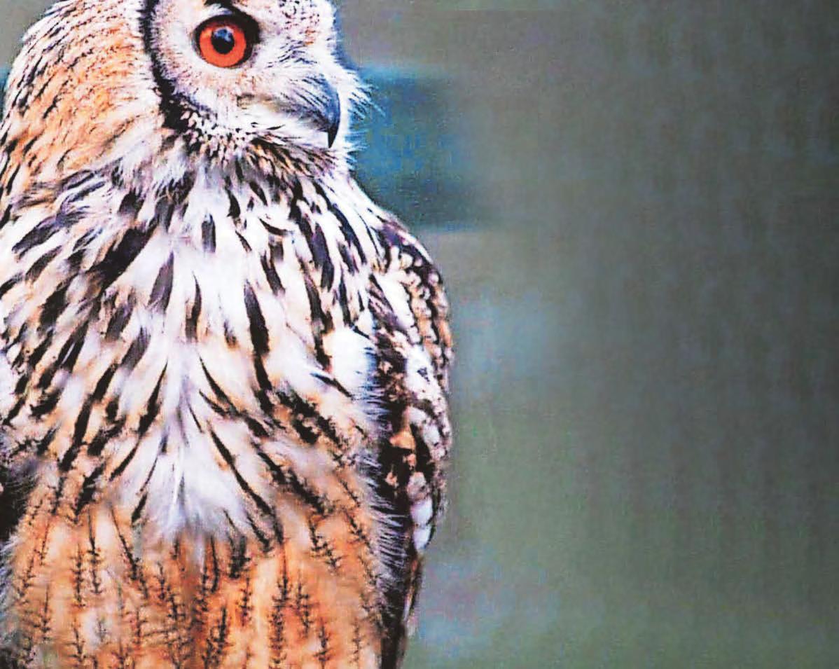 Pensioners who devote life to owls 'devastated after their sanctuary ruined by vandals