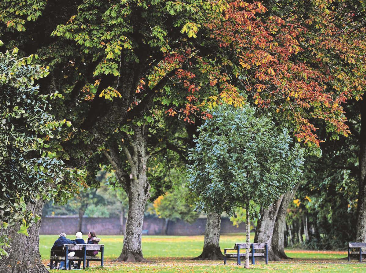 Buy a tree for a £1 to make the city greener