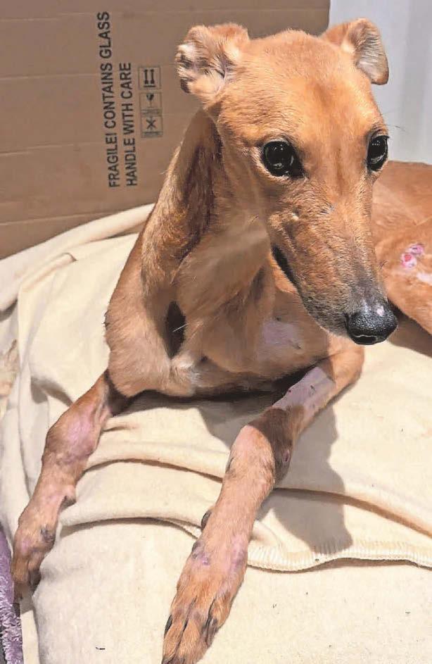 'Bag of bones' greyhound abandoned