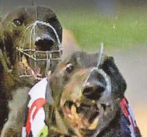 Greyhound racing ban plan clears first hurdle
