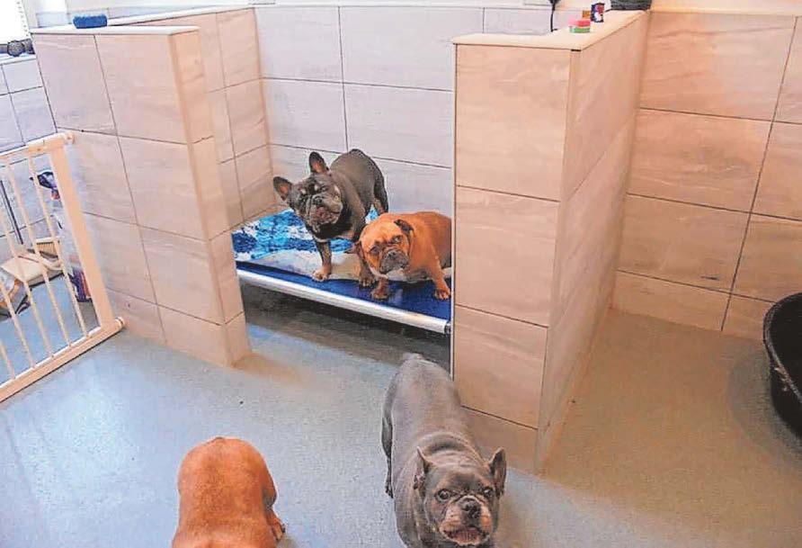 Couple made a fortune illegally breeding dogs