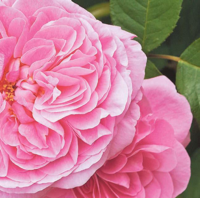 We're falling head over heels for reliable roses