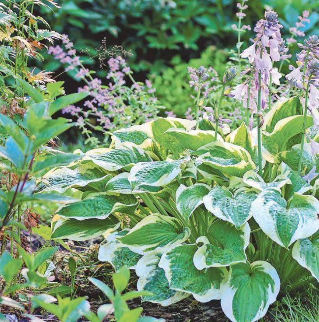 Why hostas receive a royal seal of approval