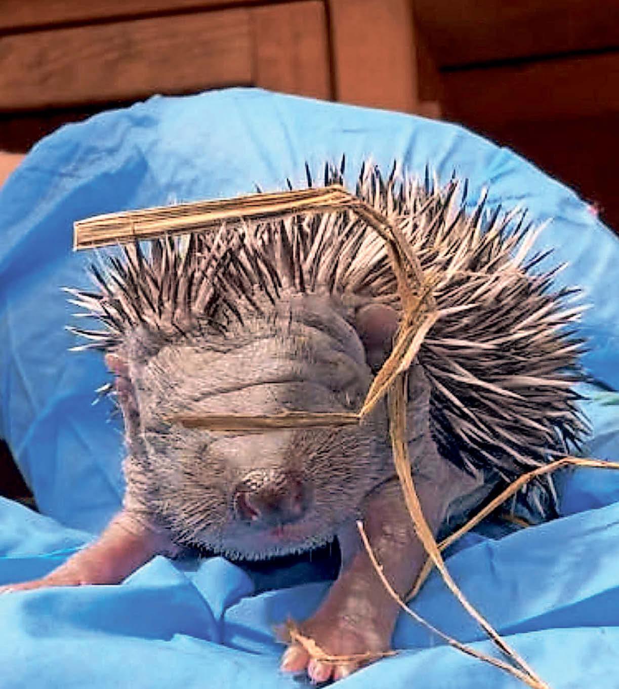 Prickly situation at rescue centre