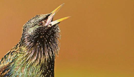 Starling numbers are declining