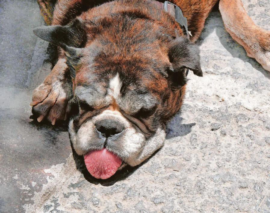 Enjoy sunshine, but be aware of dog dangers