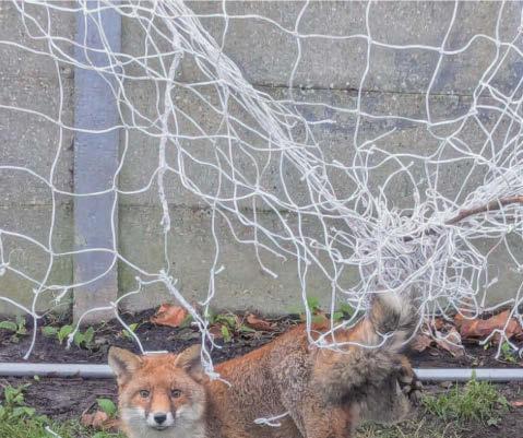 Save animals from nets