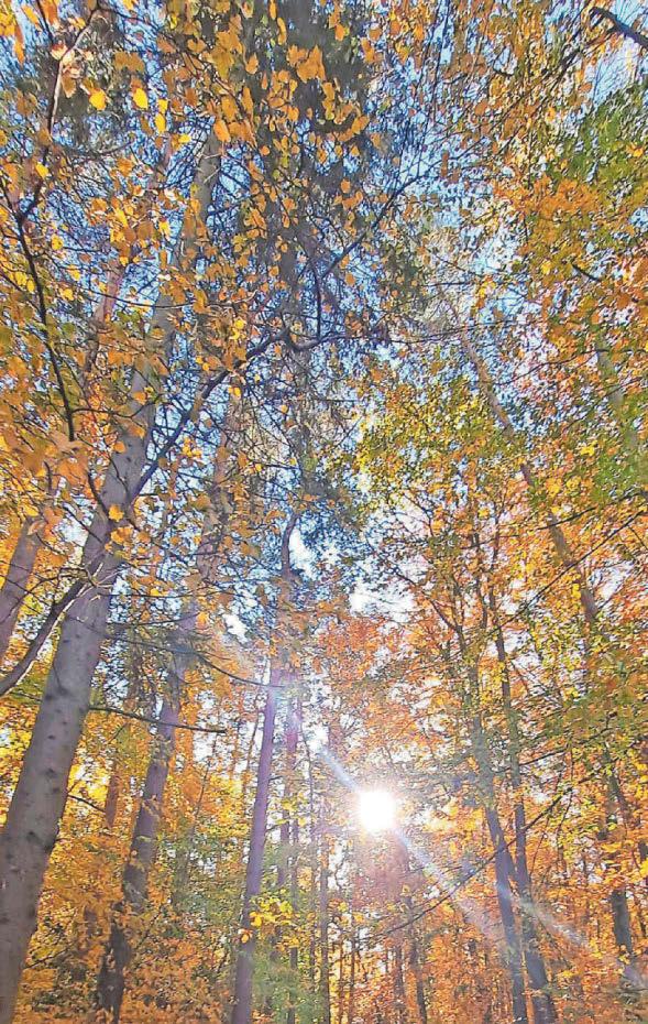 Wet wet wet - November rainfall ‘was exceptional’