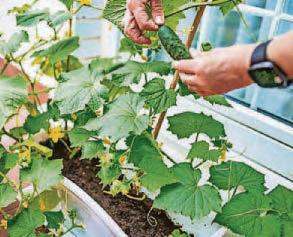 PAT'S THE WAY TO GROW YOUR OWN