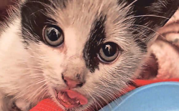 Operation fundraising appeal after cat is found 'hanging' under car at petrol station