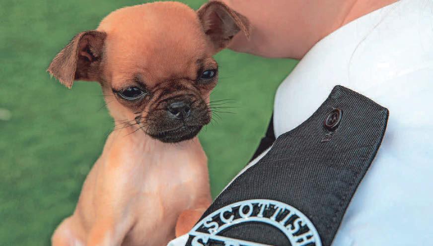 Animal charity responds to almost 3000 callouts