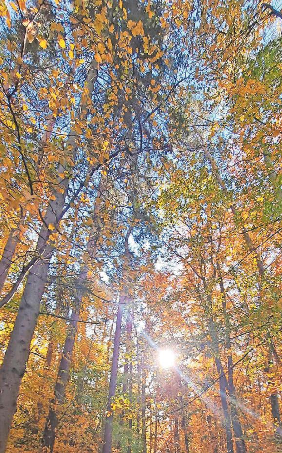 Wet wet wet - November rainfall 'was exceptional'