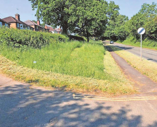 Call to parishes to help wildlife thrive in our grass verges