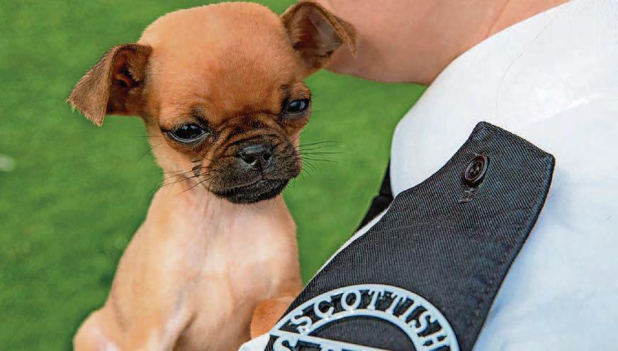 Animal charity responds to almost 3000 callouts