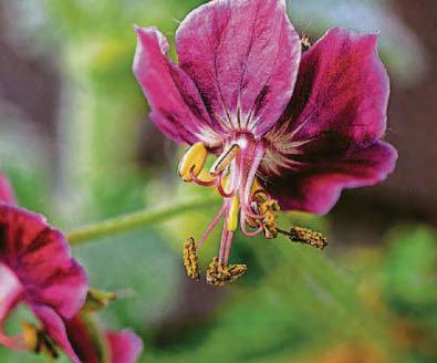 GERANIUM MANIA