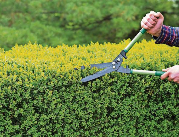 Can a neighbour be forced to keep garden tidy?