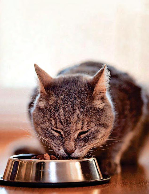 Cat's thyroid is overactive