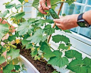 PAT'S THE WAY TO GROW YOUR OWN