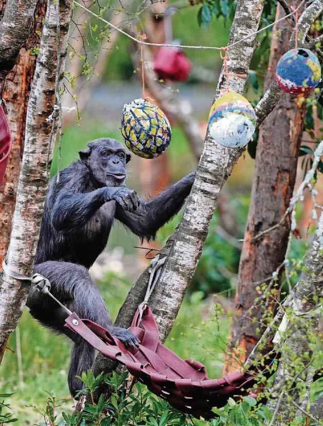 Monkeying around for Easter fun