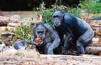 A wild 55 years for safari park